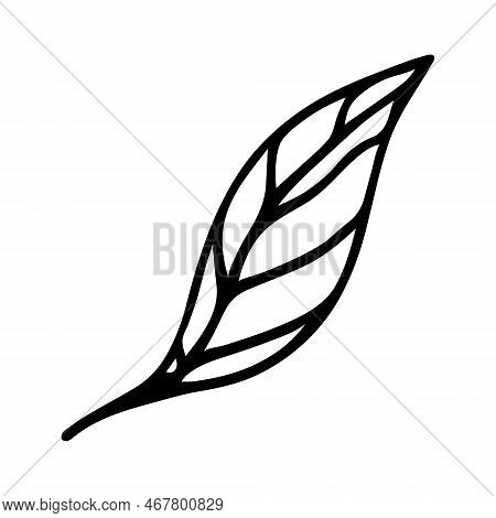 Leaf Vector Icon. Hand Drawn Doodle Isolated On White. Veined Birch Or Elm Foliage, On Stem. A Simpl