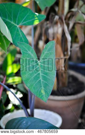 Xanthosoma Sagittifolium, Malanga Or Xanthosoma Or Colocasia Plant