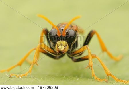Natural Closeup On The Black And Orange Colored Sawfly,tenthredo Campestris, Sitting On A Green Leaf