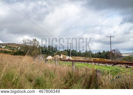 Sheep On Railway Tracks Beside Lough Finn In Donegal- Ireland