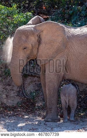 Closeup Of An Adult African Desert Elephant - Loxodonta Africana- And Her Calf Wandering In The Dese