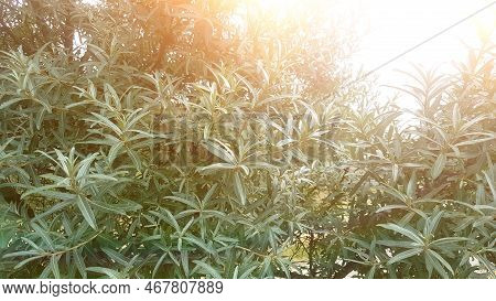 High-rise Building Under Construction In The Modern City