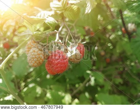 Ripe Berry Of A Raspberry On The Branches