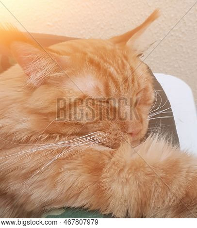 Close Up Shot Of A Cute Female Maine Coon Cat That Is Sleeping