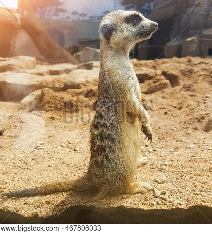 Close Up.a Pretty Meerkat Standing In Terrarium
