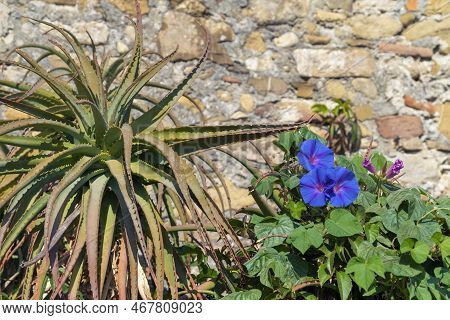 Aloe And Blue Morning Glory Plants In Front Of A Stone Wall