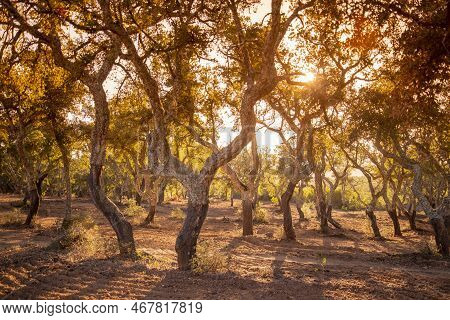 Cork Trees In Almendres Near The City Of Evora In Alentejo In Portugal.  Portugal, Evora, October, 2