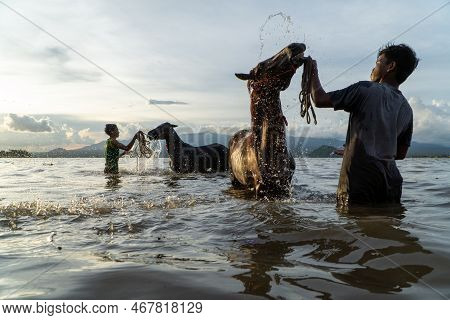 At Sunset, Two Silhouettes Of People Cleaning Racehorses On Lariti Beach, Bima District, West Nusa T