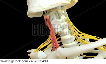 Sternohyoid Muscle Anatomy For Medical Concept 3d Illustration