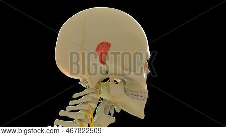 Superior Auricular Muscle Anatomy For Medical Concept 3d Illustration