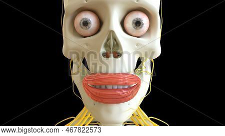 Orbicularis Oris Muscle Anatomy For Medical Concept 3d Illustration
