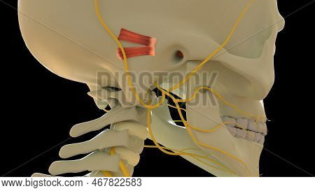 Posterior Auricular Muscle Anatomy For Medical Concept 3d Illustration