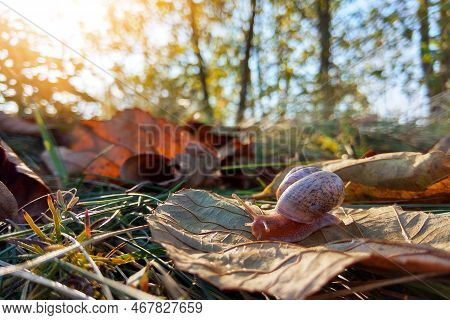 Little Snail Crowls On Yellow Tree Leaf Against Rising Sun On The Backgroung. Close-up Image Of A Mo