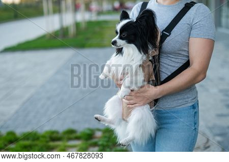 A Woman Walks With A Dog In A Backpack. A Close-up Portrait Of A Continental Pappilion Spaniel In A 