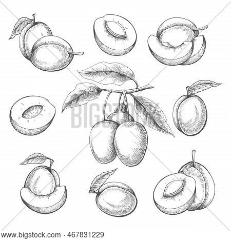 Plums Engraved. Black Hand Drawn Plum Tree Fruits Vector Illustration, Blackplums Branch Slice Liaf 