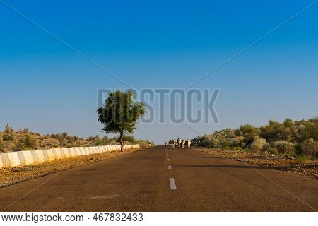 Cows Walking Through High Road Or National High Way Passing Through The Desert. Distant Horizon, Hot