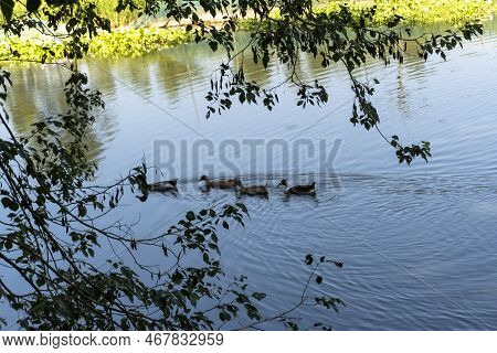 A Group Of Ducks Sweeming In A Pond To Farmhouse During Sunset