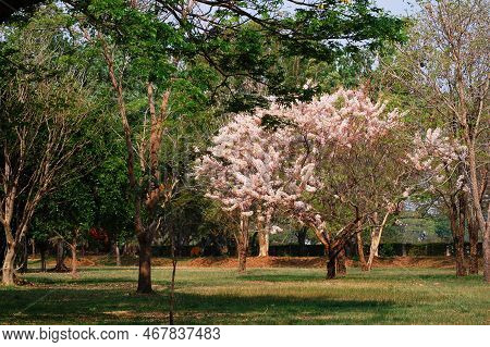 Wild Himalayan Sour Cherry Blossom Or Prunus Cerasoides Flower In Prasat Muang Tam Stone Sanctuary F