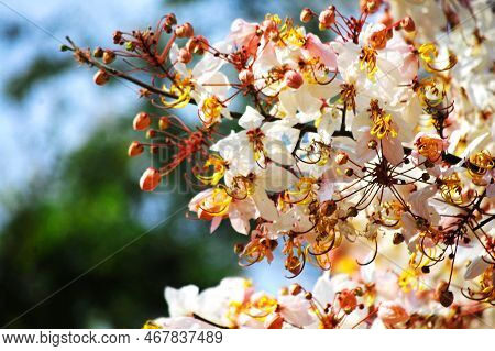 Wild Himalayan Sour Cherry Blossom Or Prunus Cerasoides Flower In Prasat Muang Tam Stone Sanctuary F