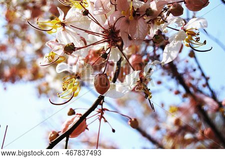 Wild Himalayan Sour Cherry Blossom Or Prunus Cerasoides Flower In Prasat Muang Tam Stone Sanctuary F