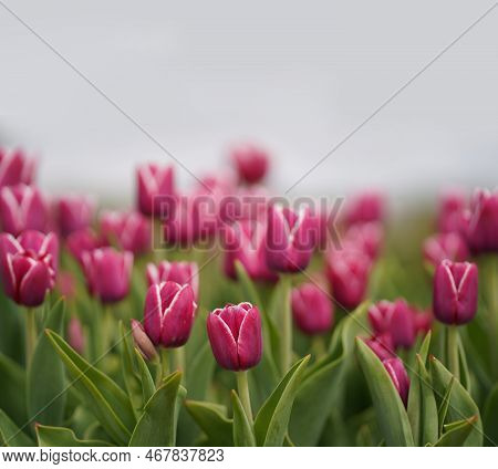 Beautiful Tulip Macro With A Red Bulbfield In The Background In Spring