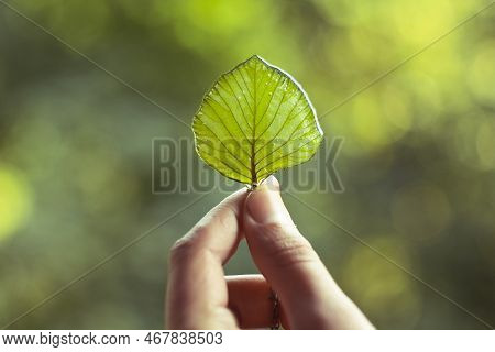 Close Up Female Hand Holding Leaf In Epoxide Resin Concept Photo. First View Person Photography With