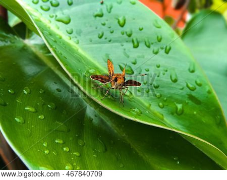 Potanthus Flavus Is A Kind Of Butterfly That Belongs To The Order Lepidoptera (lepidoptera) Heserich