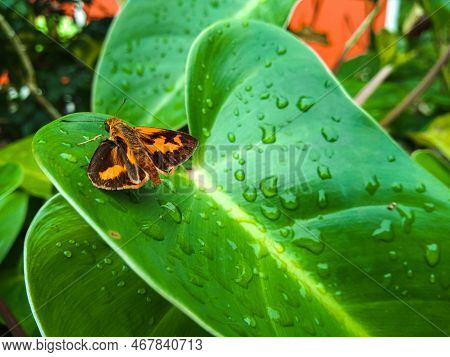 Potanthus Flavus Is A Kind Of Butterfly That Belongs To The Order Lepidoptera (lepidoptera) Heserich
