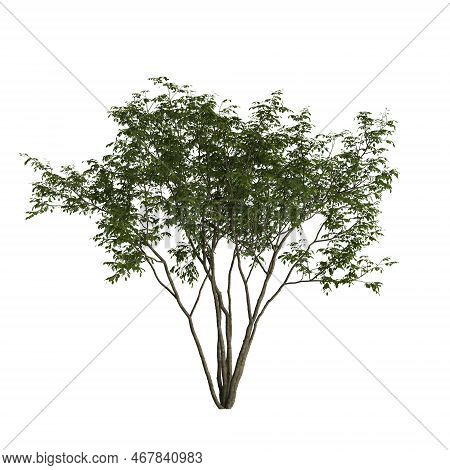 3d Illustration Of Amelanchier Tree Isolated On White Background