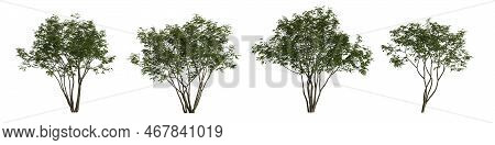 3d Illustration Of Set Amelanchier Tree Isolated On White Background