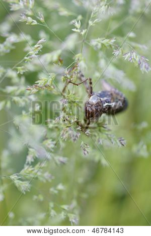 Dragonflies Exoskeleton