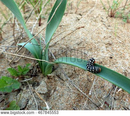 Larva Caterpillar Brithys Crini Noctuidae Close Up On Leaf Wild Amaryllis On Mediterranean Beach, Sp