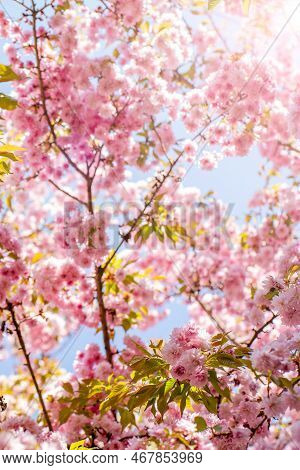 A Blooming Sakura Branch Illuminated By The Rays Of The Bright Spring Sun. Beautiful Seasonal Backgr