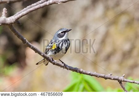 Yellow-rumped Warbler Searches For Insects While Perched On A Dead Tree Branch