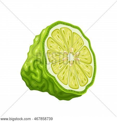 Bergamot Slice Cartoon. Fruit Kaffir, Fresh Green, Natural Organic, Citrus Half, Food Leaf, Tropical