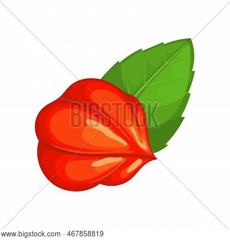 Guarana Fruit Leaf Cartoon. Berry Diet, Food Healthy, Plant Natural, Red Ripe, Organic Antioxidant G