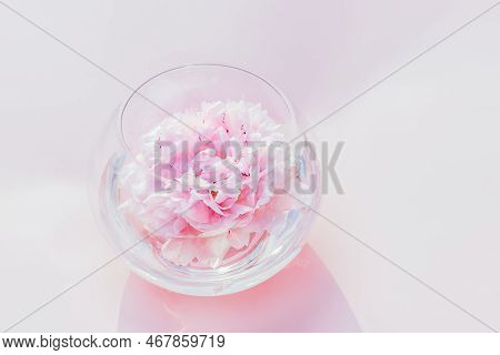 Fresh Tender Pink Peony Flower Floating In Round Vase On The Pink Background. Trendy Floral Minimali