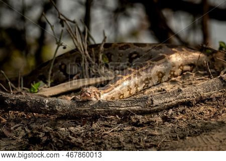 Python Molurus Or Indian Rock Python Basking In Sun Light During Winters At Keoladeo National Park O
