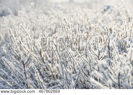 Snow And Rime Ice On The Branches Of Bushes. Beautiful Winter Background With Twigs Covered With Hoa