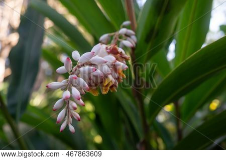Pale Pink, Red And Yellow Flowers Of Alpinia Zerumbet Or Shell Ginger