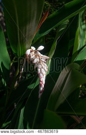 Pale Pink Flowers Of Alpinia Zerumbet Or Shell Ginger. Exotic Asian Flora