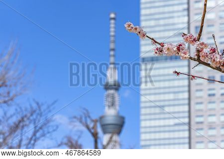 Branch Of Plum Tree In Bloom With The Tokyo Skytree Tower In Background.
