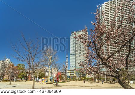 Tokyo, Japan - March 08 2022: Plum Trees In Bloom In The Kinshi Park Of Kinshicho District Equipped 