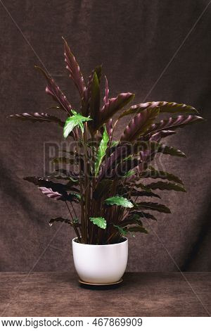 Bush Room Calathea Rufibarba In A Pot On A Brown Background