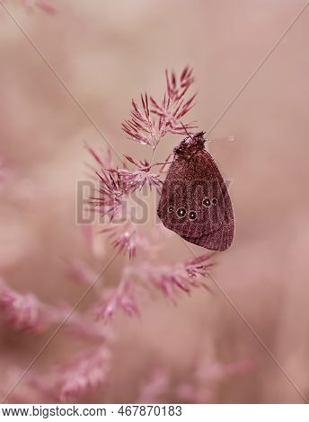 Macro Butterfly In Dew. Butterfly  Aphantopus Hyperantus On The Meadow Grass