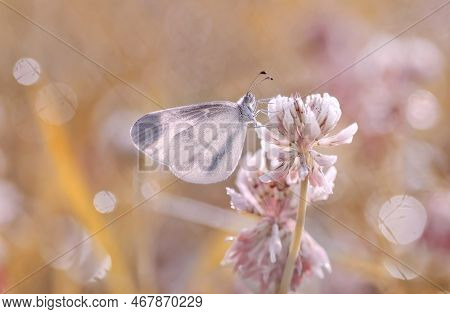 Macro Butterfly Leptidea Sinapis  On Field Grass