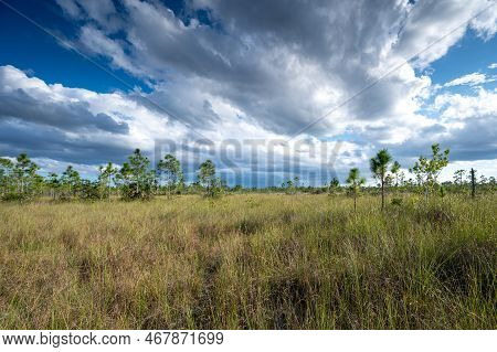 Autumn Cloudscape Over Pinelands And Sawgrass In Everglades National Park, Florida On Sunny Afternoo