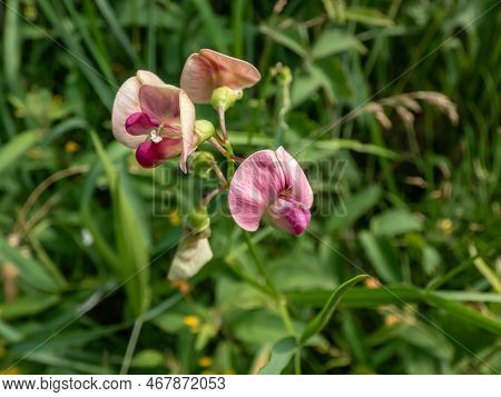The Flat Pea Or Narrow-leaved Everlasting-pea (lathyrus Sylvestris) Flowering With Pink Red Flowers 