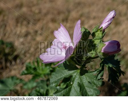 Close-up Shot Of The Low Mallow, Small Mallow Or The Round-leaved Mallow Blooming With Delicate Whit