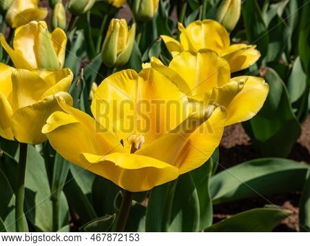 Close-up Shot Of Yellow Tulps Blloming With Big Flowers With Black Centers In Bright Sunlight In Spr